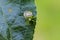 The hawthorn shield bug on leaf