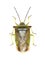 Hawthorn Shield Bug on white Background
