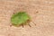 Hawthorn Shieldbug 4th fourth Instar