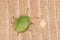 Hawthorn Shieldbug 4th fourth Instar on a plain wooden surface