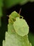 Hawthorn Shieldbug 5th fourth Instar