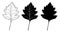 Hawthorn shrub leaf. Vector illustration. Outline, silhouette, line art drawing