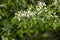 Hawthorn tree bursting into life in the spring rain