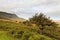 Hawthorn tree on Cadair Idris