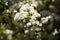 Hawthorn tree flowering.