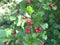 Hawthorn tree with fruits