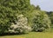 Hawthorn tree in full blossom