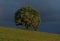 Hawthorn tree on hill against backdrop of overcast sky
