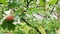 Hawthorn tree just after rain, green leaves, fruits, vegetation, trees, green