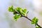 Hawthorn tree leaf detail - Crataegus monogyna