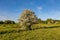 A hawthorn tree in rural Sussex on a sunny evening in late May