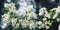 Hawthorn tree shrub. White flowers of Hawthorn. Aged photo.
