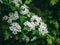 Hawthorn tree, white flowers blossom on spring green nature background