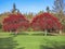 Hawthorn trees covered in red berries in autumn