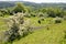 Hawthorn Trees on Dolebury Warren Hill Fort