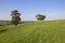 Hawthorn trees and grass