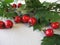 Hawthorn twigs with fruits