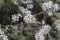 Hawthorn white flowers