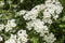 Hawthorn white springtime flowers