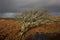 Hawthorns grow abundantly in Ireland and often appeal to the imagination.