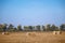 Hay bail harvesting in wonderful autumn farmers field landscape with hay stacks