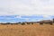 Hay bails in farm landscape