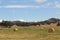 Hay bails in farm landscape