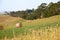 Hay bails with farm landscape and blue sky