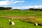 Hay Bale on grass