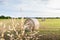 Hay bale in a meadow next to a ripe sunflower field