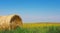 A hay bale sits in a field of sunflowers under a bright blue sky.