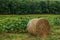 Hay bale in sunflower field