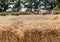 Hay in a bale in a sunny day close-up. Food product for farm animals, farming concept