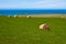 Hay Bales on coast - New Zealand