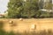 Hay bales croped and rolled