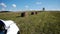 Hay bales field against lone tree