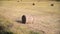 Hay bales on the field after wheat crops harvest. Agricultural farmland.