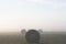 Hay bales in a foggy field