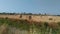 Hay bales in italian field in Tuscany at summer.