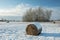Hay bales lying on a snow-covered field, copse and cloud on a sky