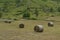 Hay bales in meadow