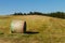Hay bales on the meadow. Harvesting dried hay. Pushed meadow.