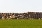 Hay bales in middle of the field