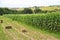 Hay bales ready to collect in the landscape