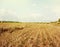 Hay bales rolls on the field after harvest. Light