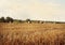 Hay bales rolls on the field after harvest. Light