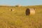 Hay bales rural landscape scene in summer.