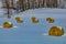 Hay bales in a snow covered field. Cowboy Trail,Alberta,Canada