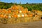 Hay Bales With Squash & Pumpkins For Halloween
