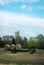 Hay bales trailer in field